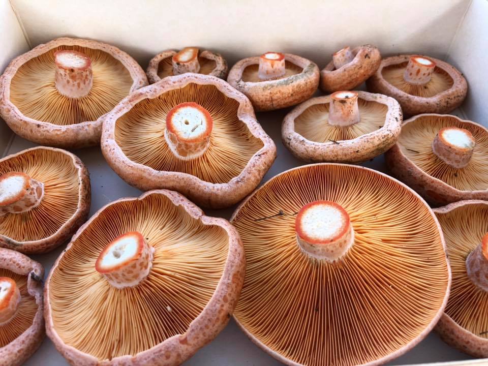 Melbourne Pine Mushrooms Weekly Farmers Market